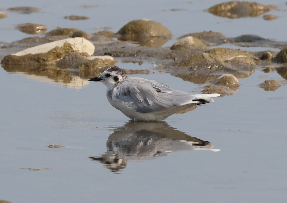 Zwergmöwe - ML644155350