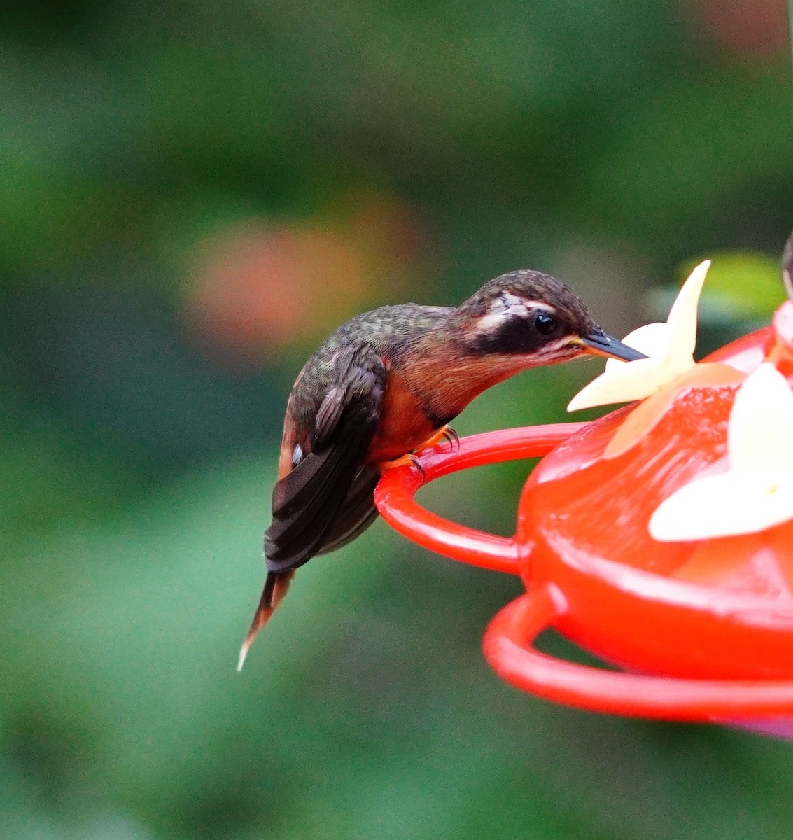 Rotschattenkolibri - ML644155353