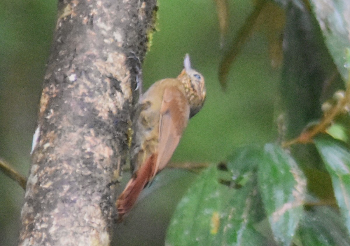 Wedge-billed Woodcreeper - ML644155401