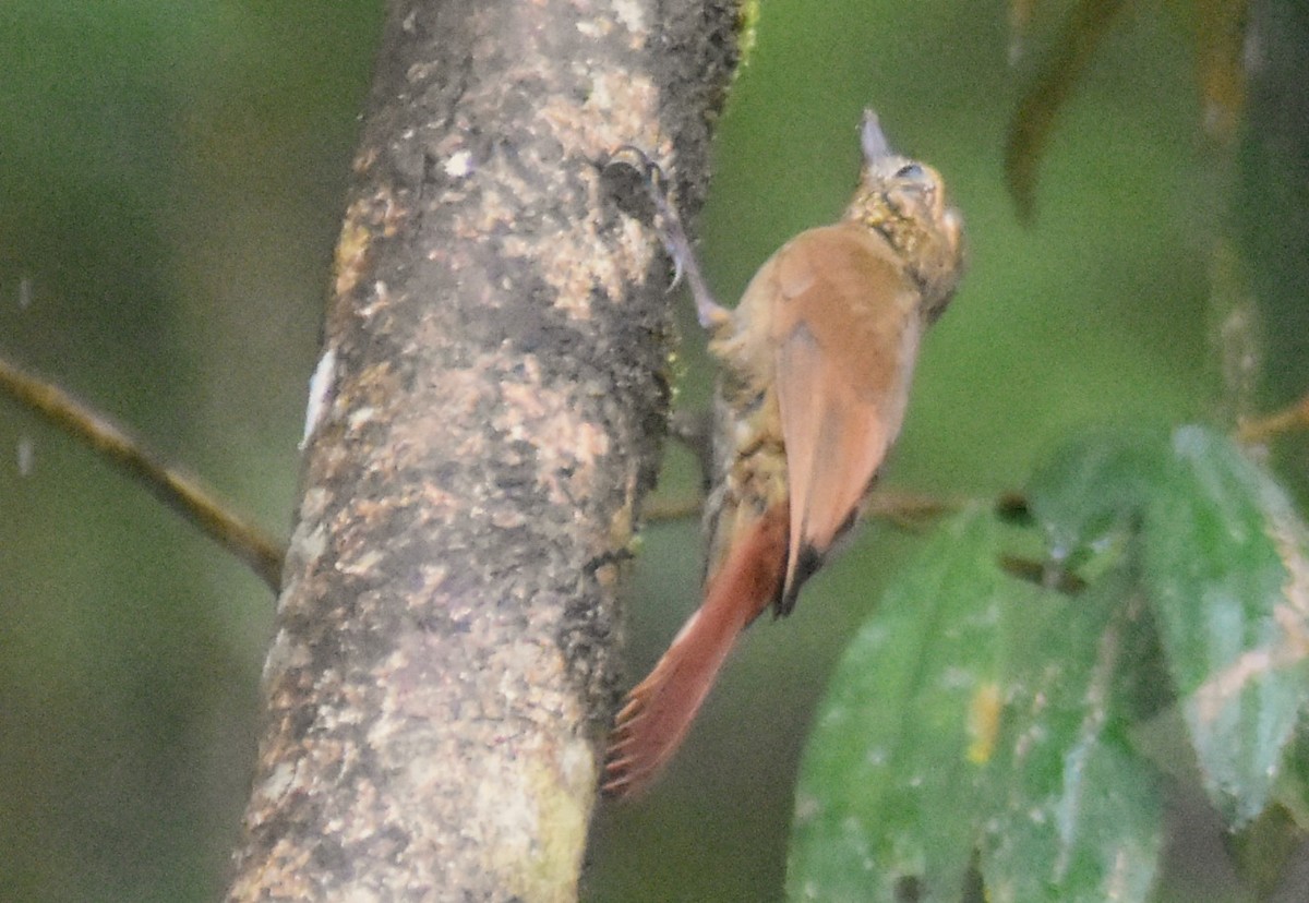Wedge-billed Woodcreeper - ML644155402