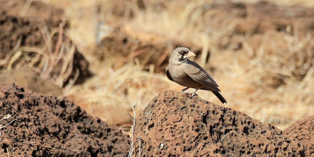 Masked Lark - ML644155405