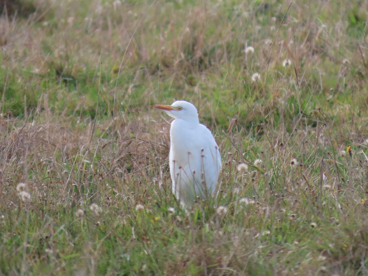 Western Cattle-Egret - ML644155411