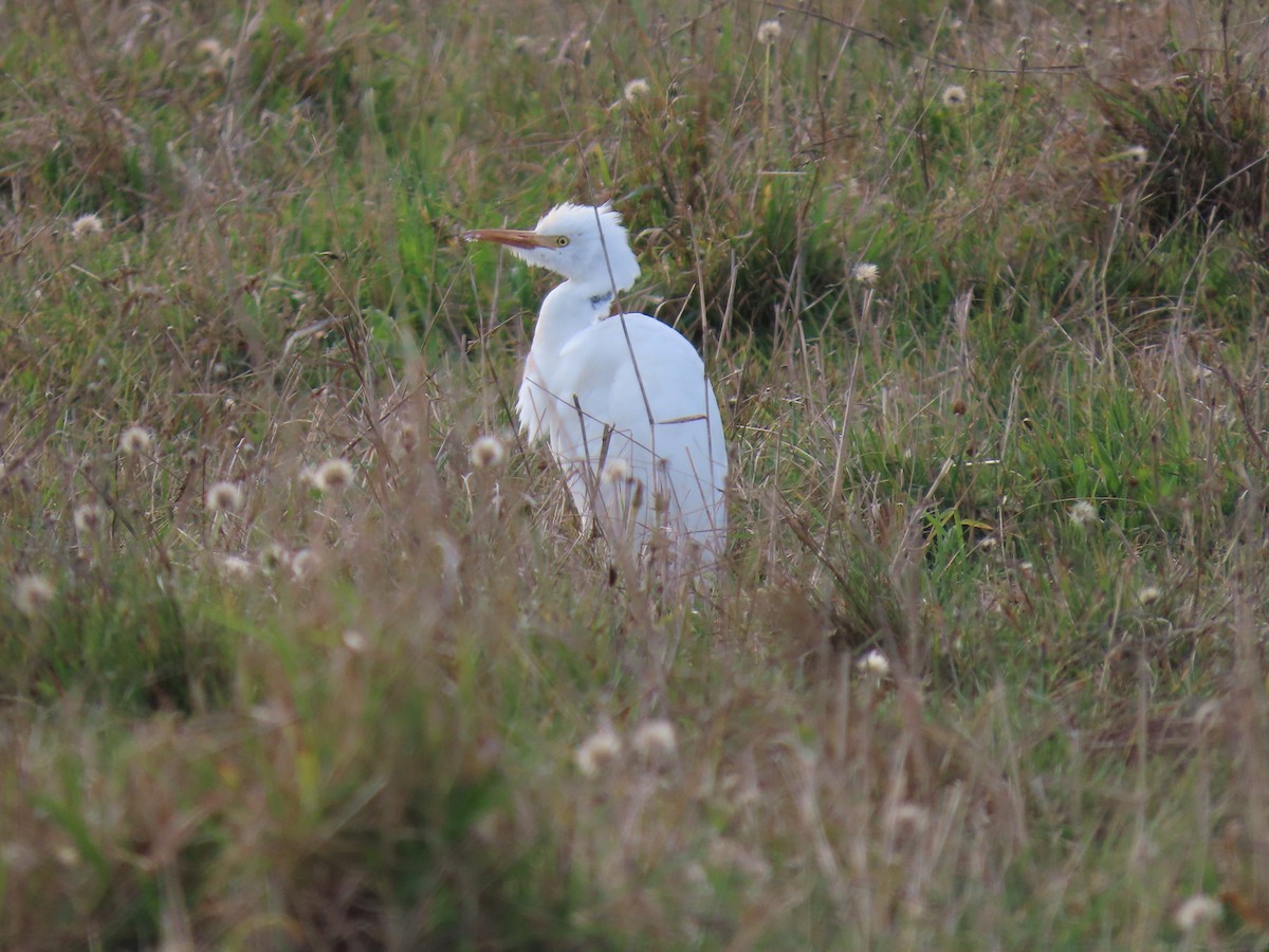 Western Cattle-Egret - ML644155412
