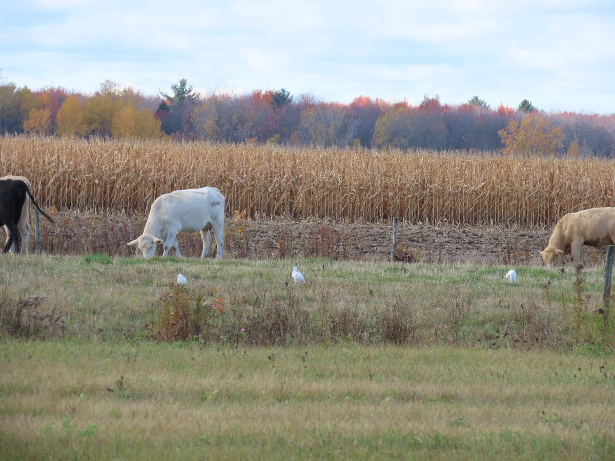 Western Cattle-Egret - ML644155413