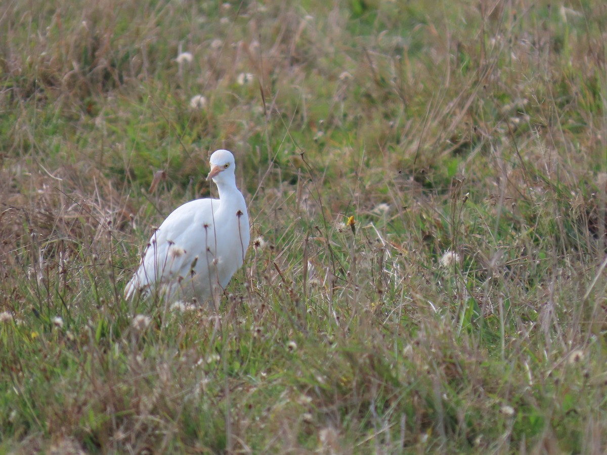 Western Cattle-Egret - ML644155414