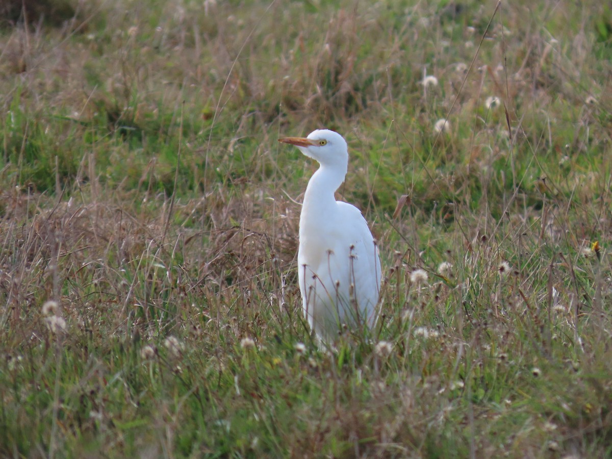 Western Cattle-Egret - ML644155415