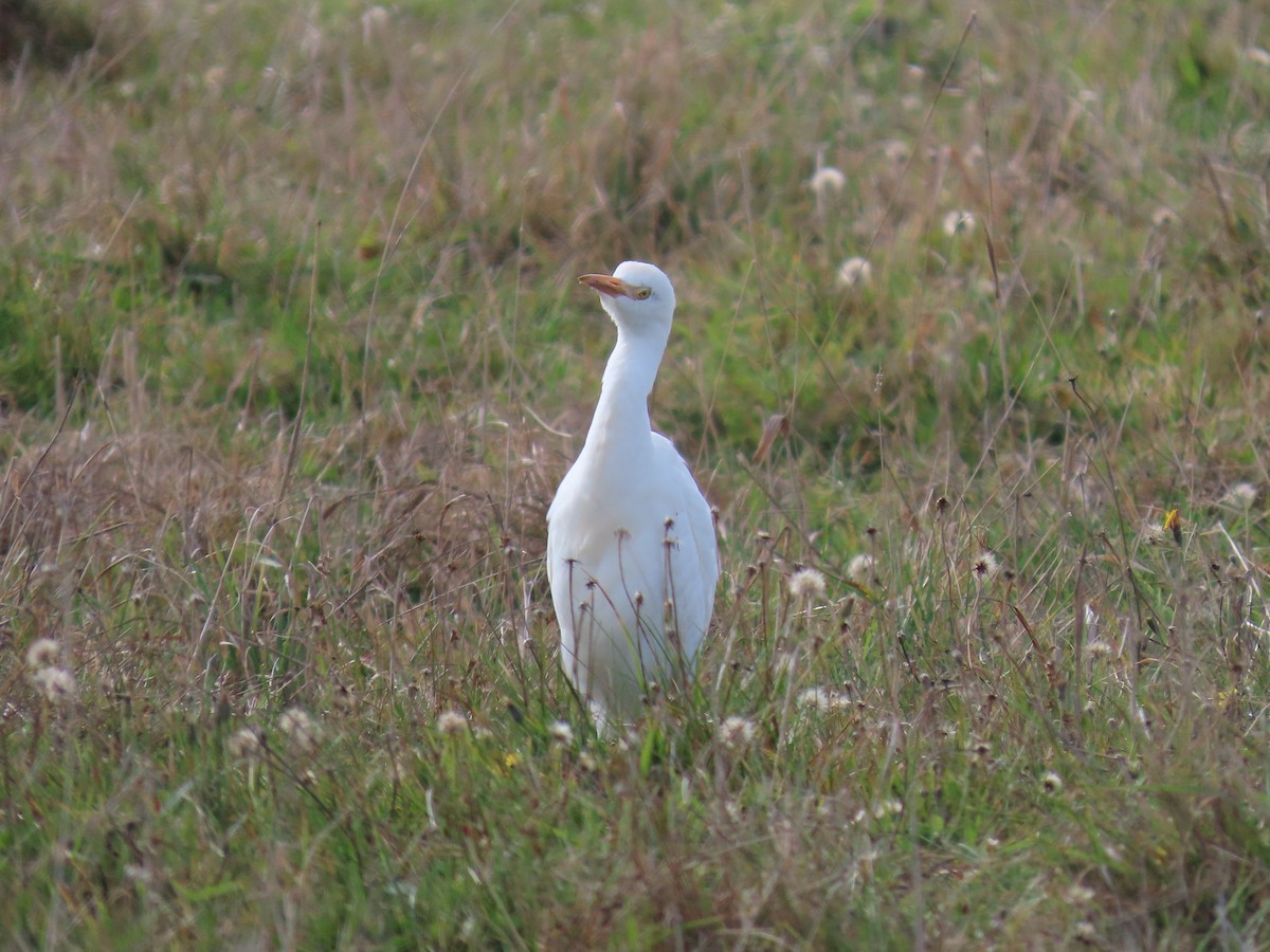 Western Cattle-Egret - ML644155416
