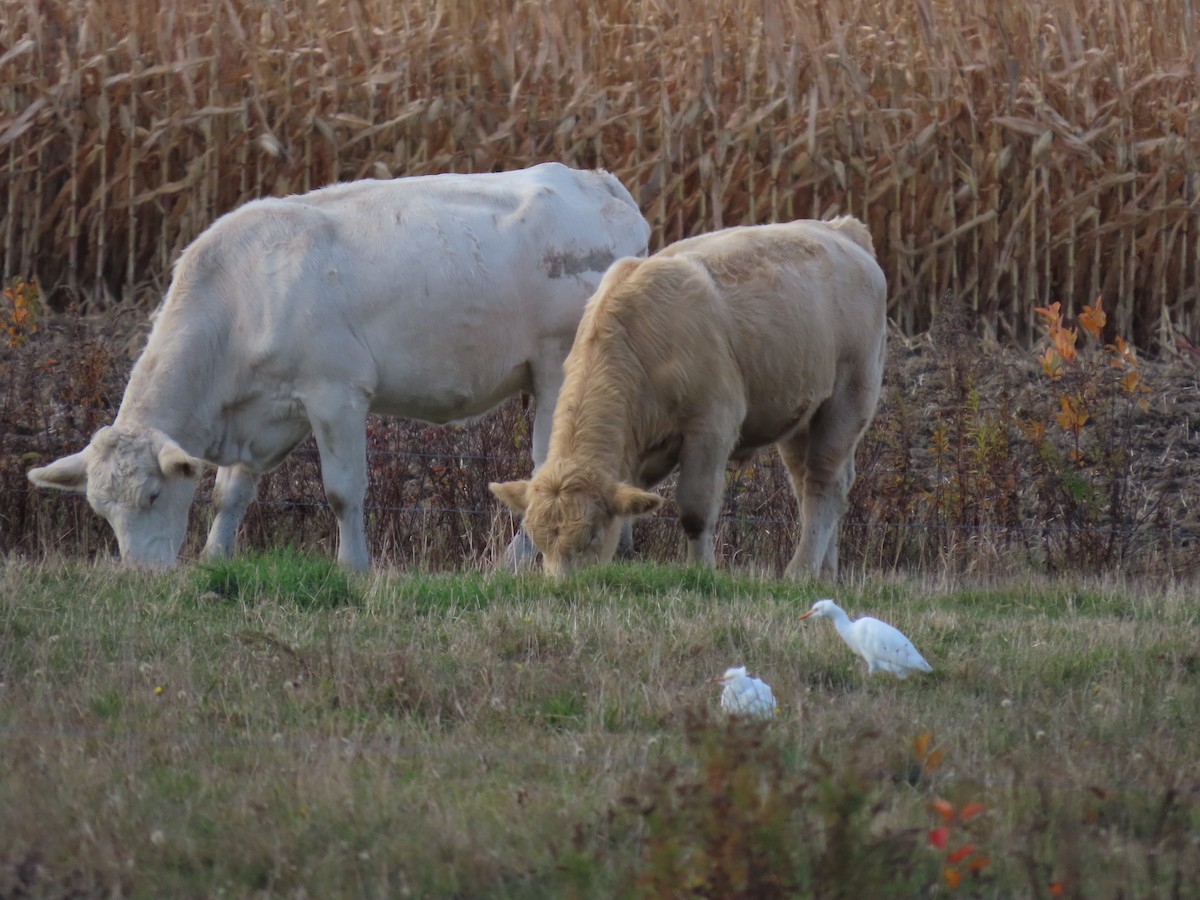 Western Cattle-Egret - ML644155418