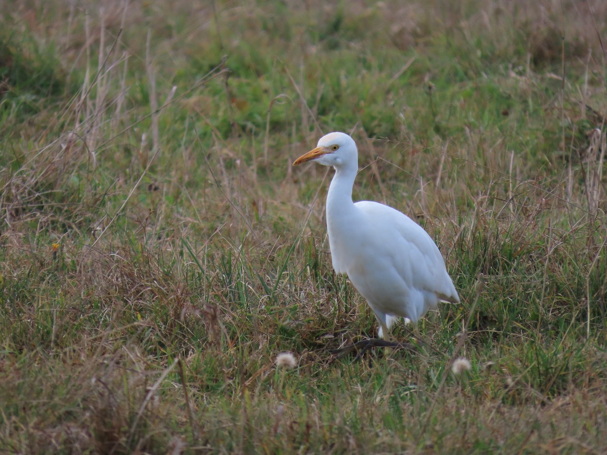 Western Cattle-Egret - ML644155419