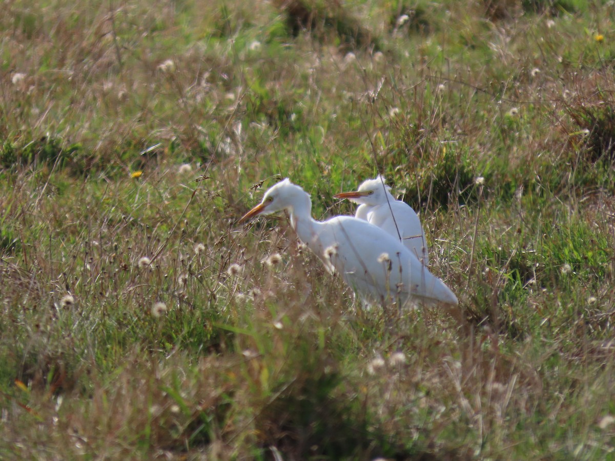 Western Cattle-Egret - ML644155420