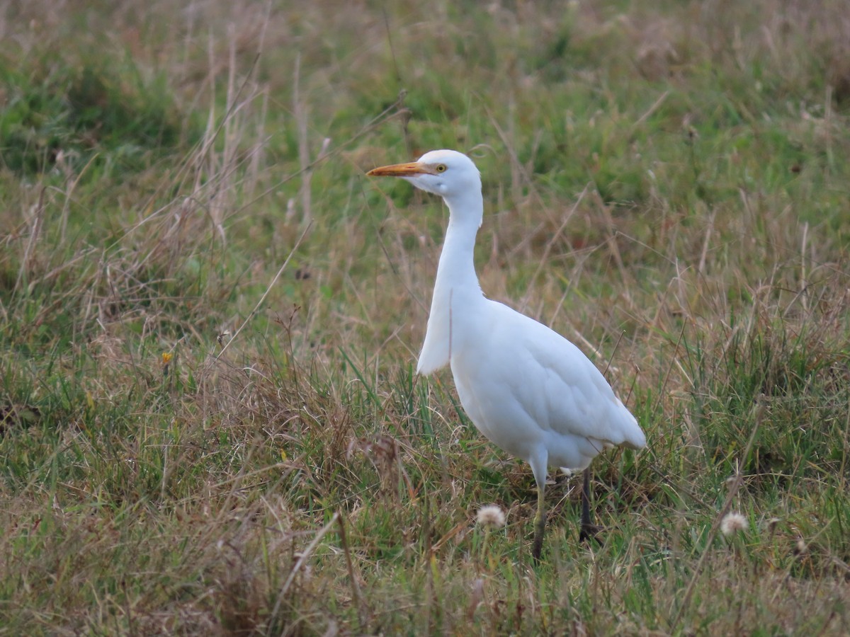 Western Cattle-Egret - ML644155421