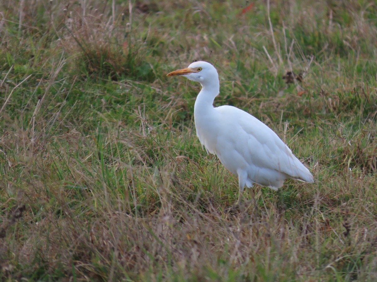 Western Cattle-Egret - ML644155423