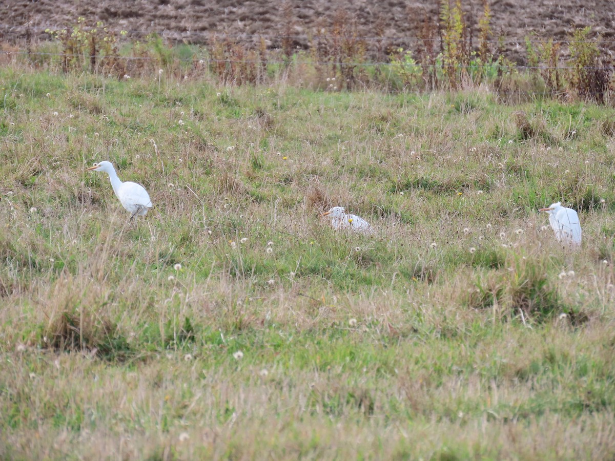 Western Cattle-Egret - ML644155424