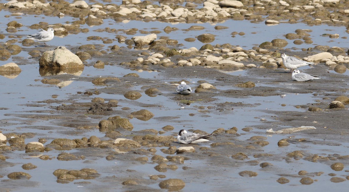 Zwergmöwe - ML644155432