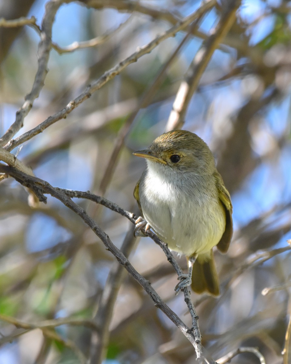 Fulvous-crowned Scrub-Tyrant - ML644155433