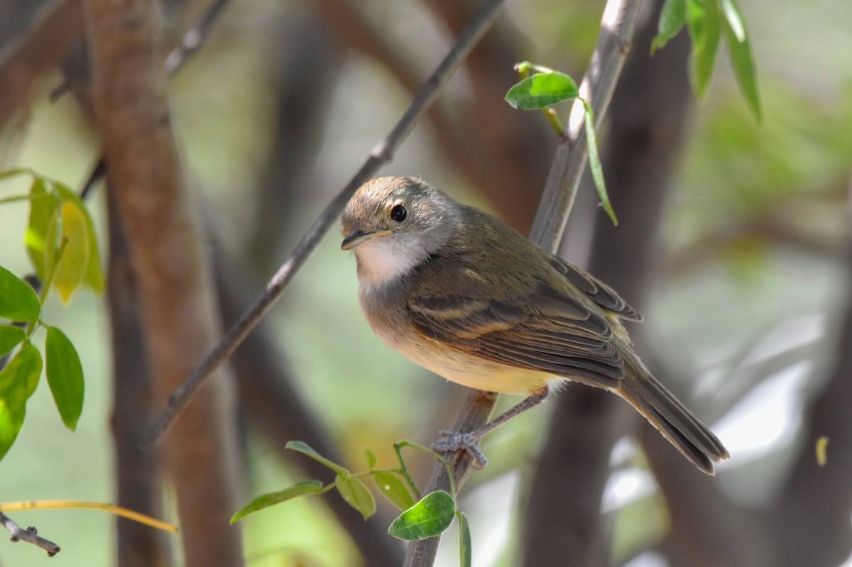 Fulvous-crowned Scrub-Tyrant - ML644155434