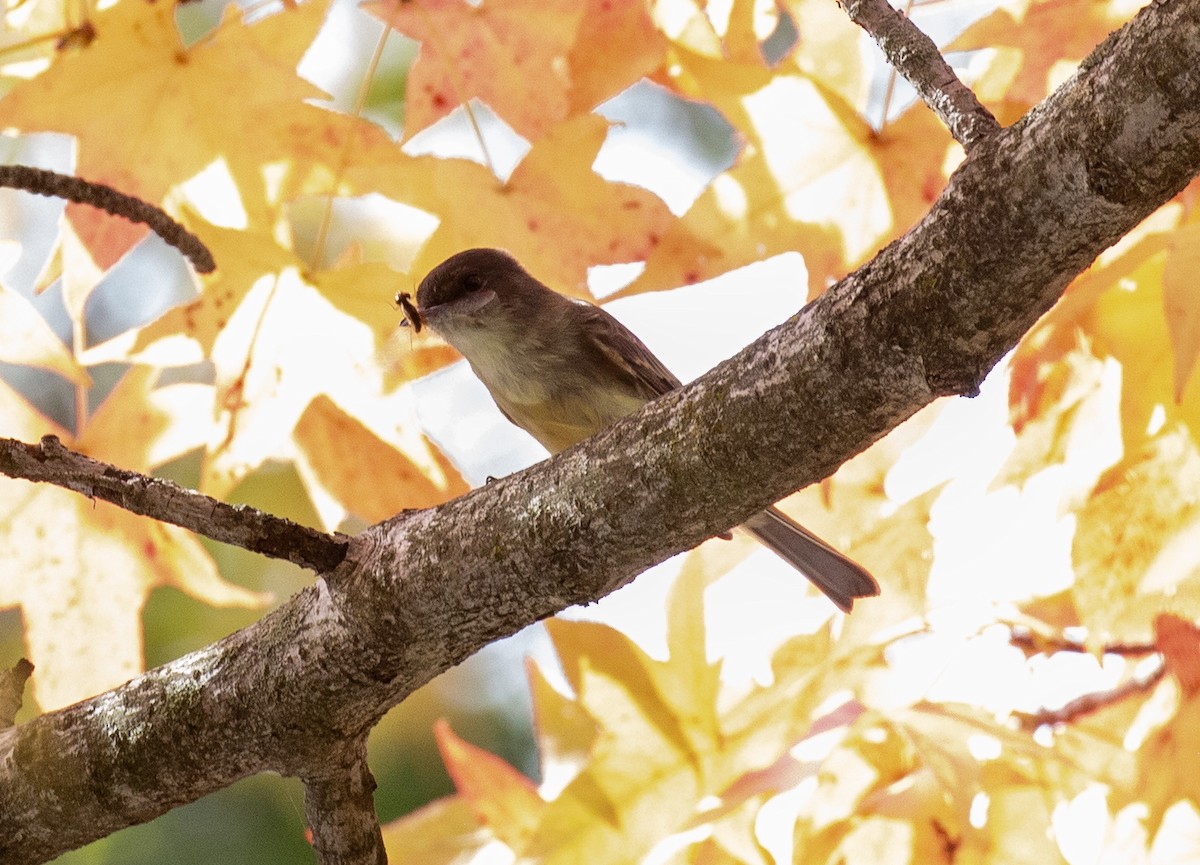 Eastern Phoebe - ML644155459