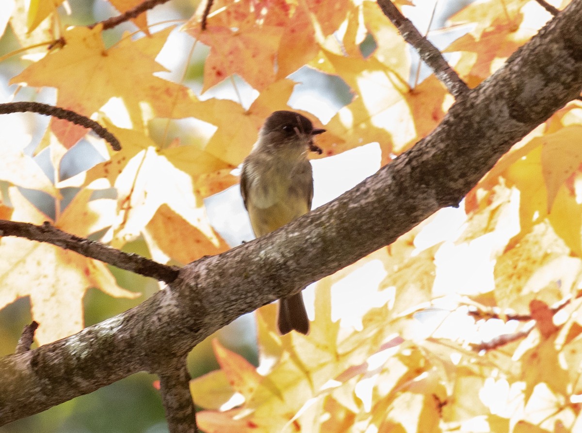 Eastern Phoebe - ML644155461