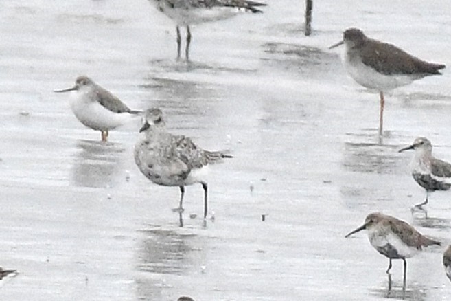 Terekwasserläufer - ML644155467