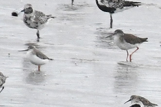 Terekwasserläufer - ML644155468