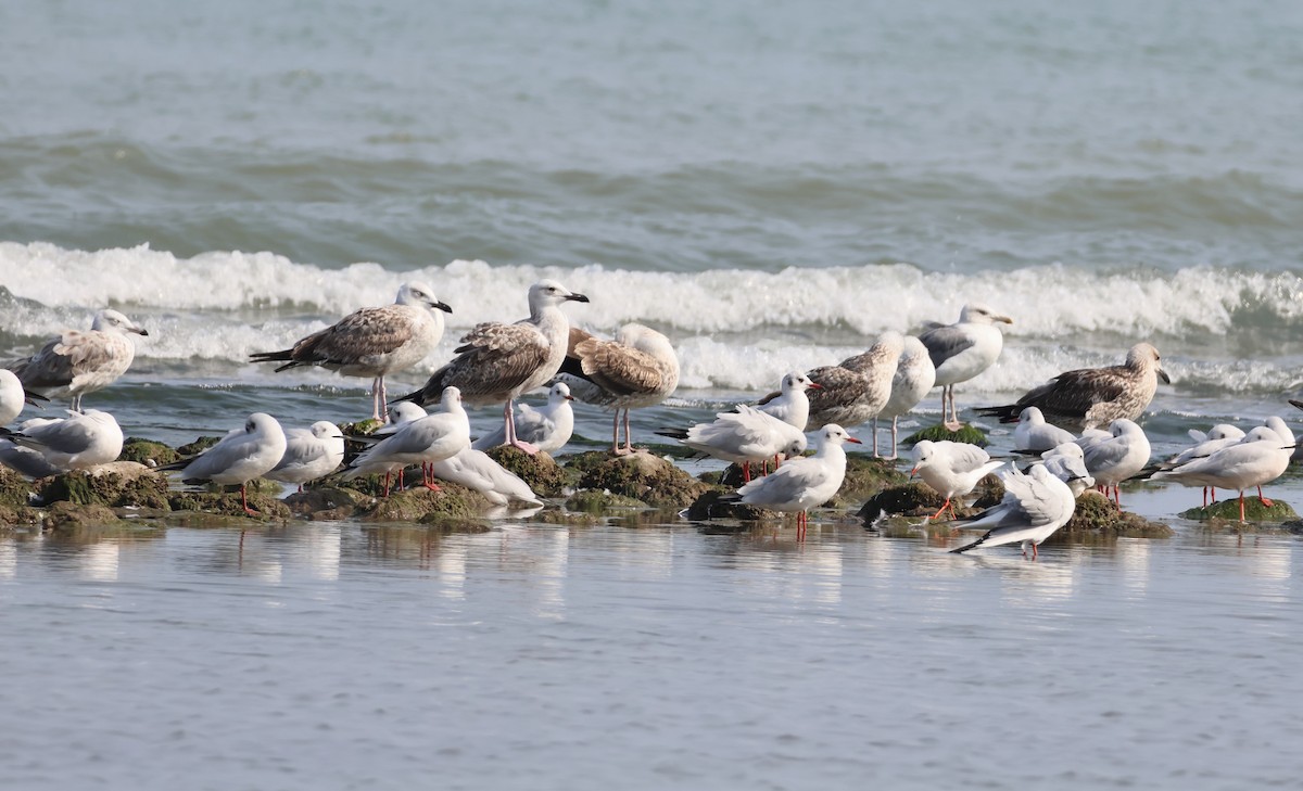 Steppenmöwe - ML644155475