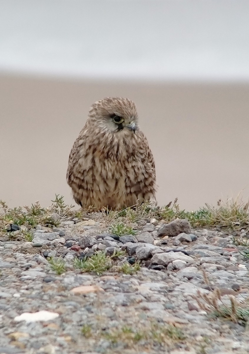 Eurasian Kestrel - ML644155479