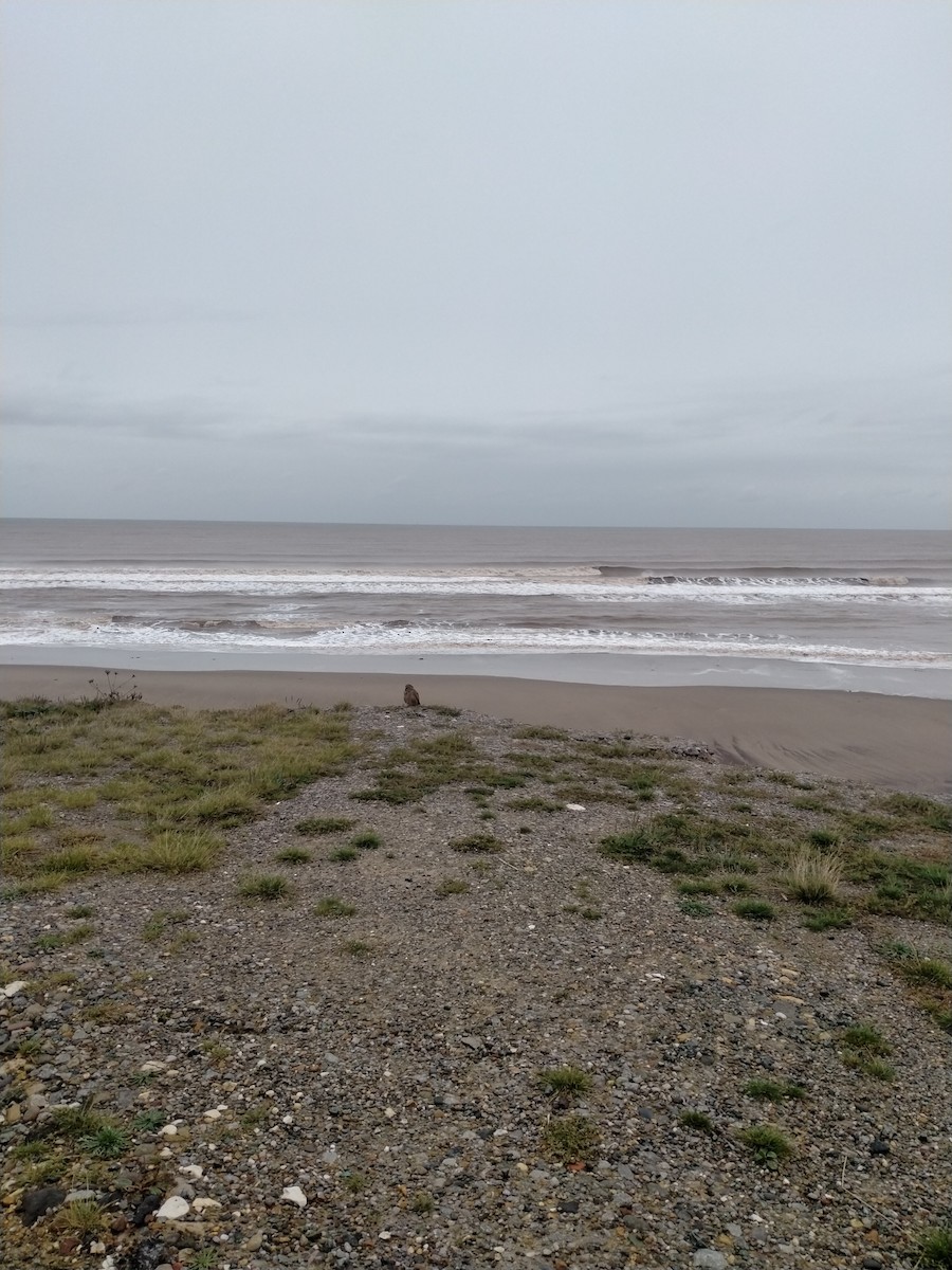 Eurasian Kestrel - ML644155480