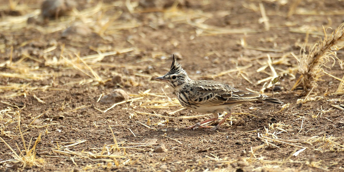 Thekla's Lark - ML644155491