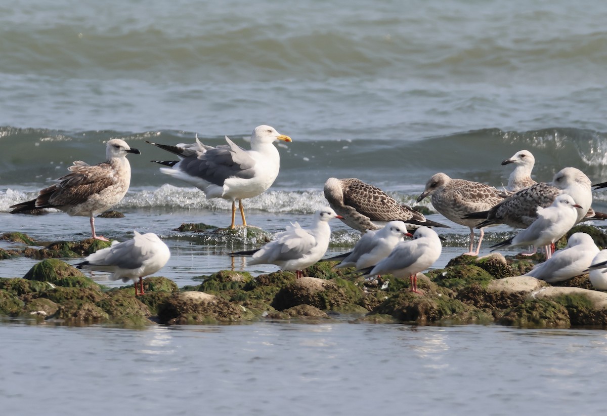 Heringsmöwe - ML644155493