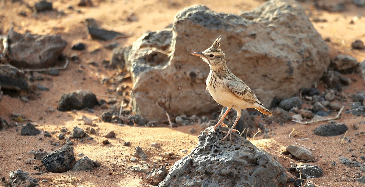 Cappellaccia - ML644155517