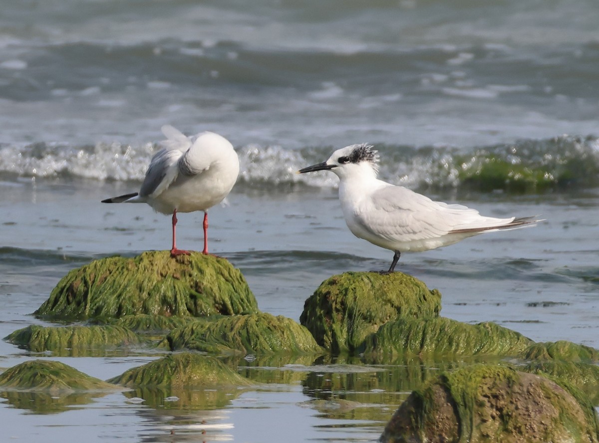 Brandseeschwalbe - ML644155518