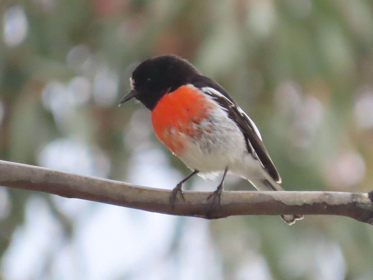 サンショクヒタキ - ML644155527