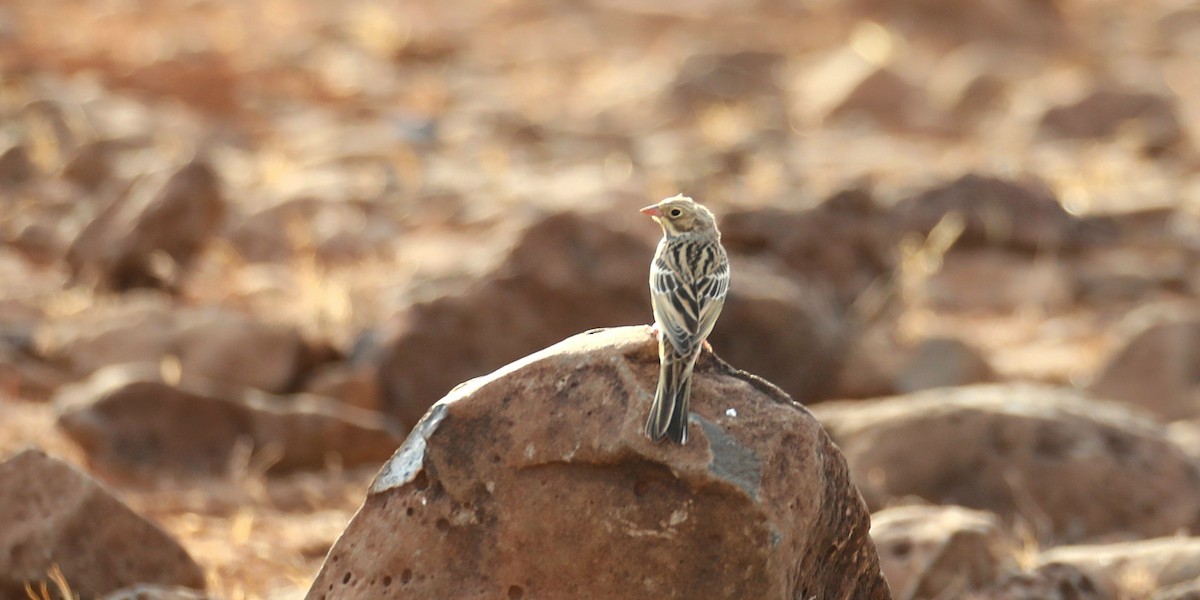 Ortolano - ML644155531