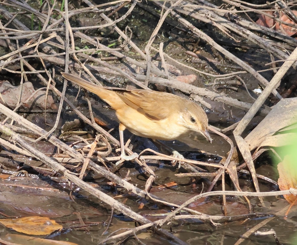 Teichrohrsänger - ML644155545