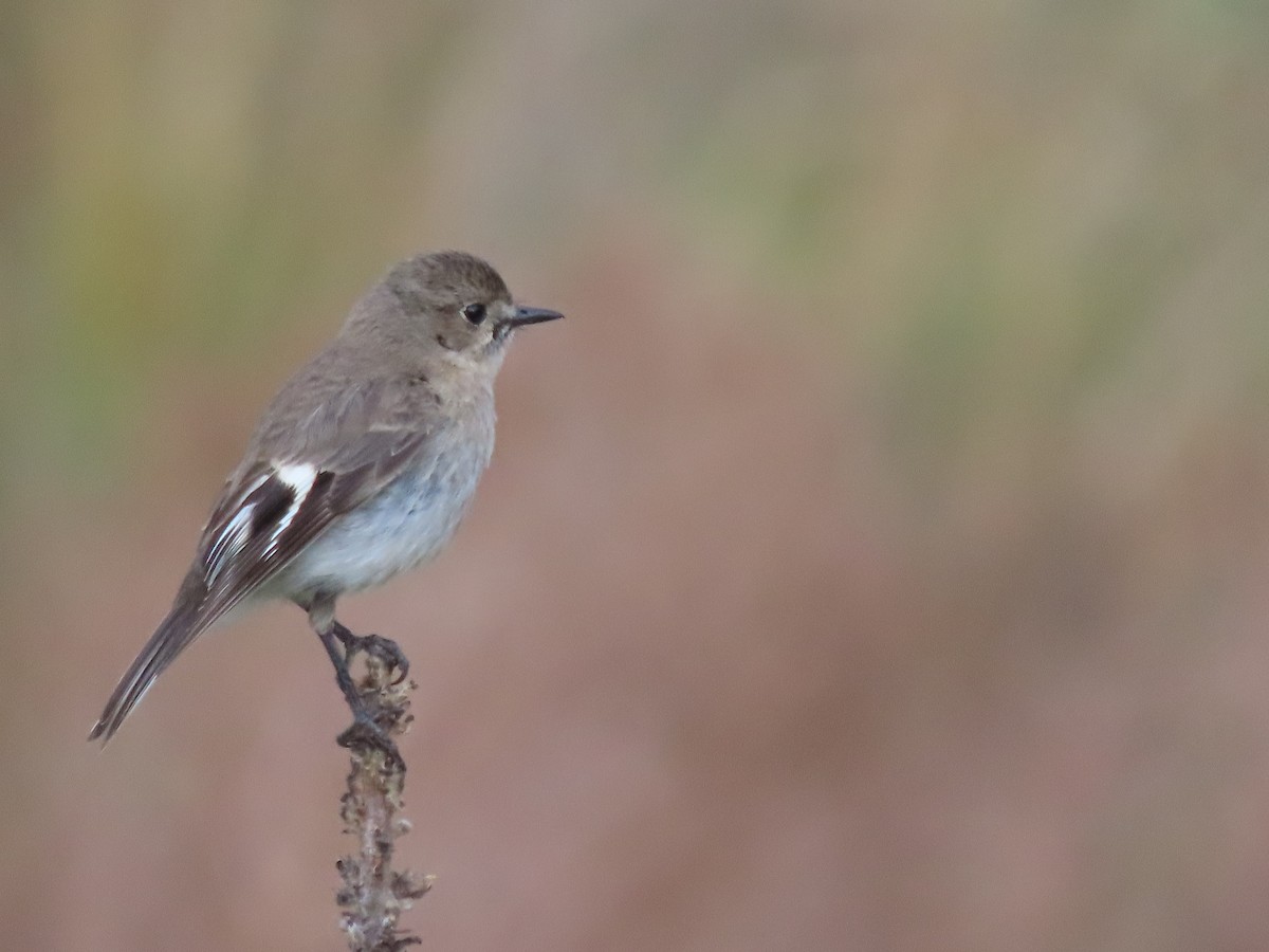 flammeflueskvett - ML644155549