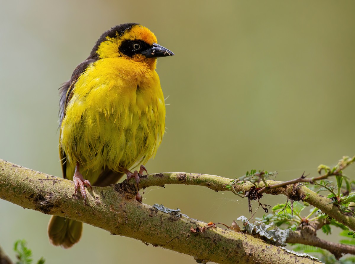 Tejedor Baglafecht - ML644155550