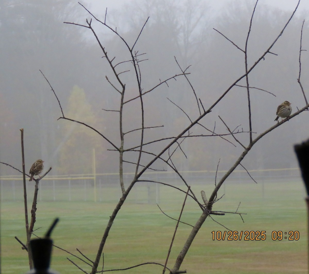 Savannah Sparrow - ML644155551