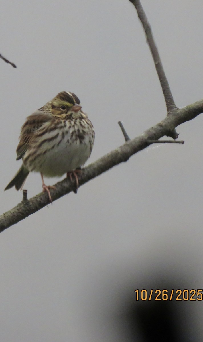 Savannah Sparrow - ML644155552
