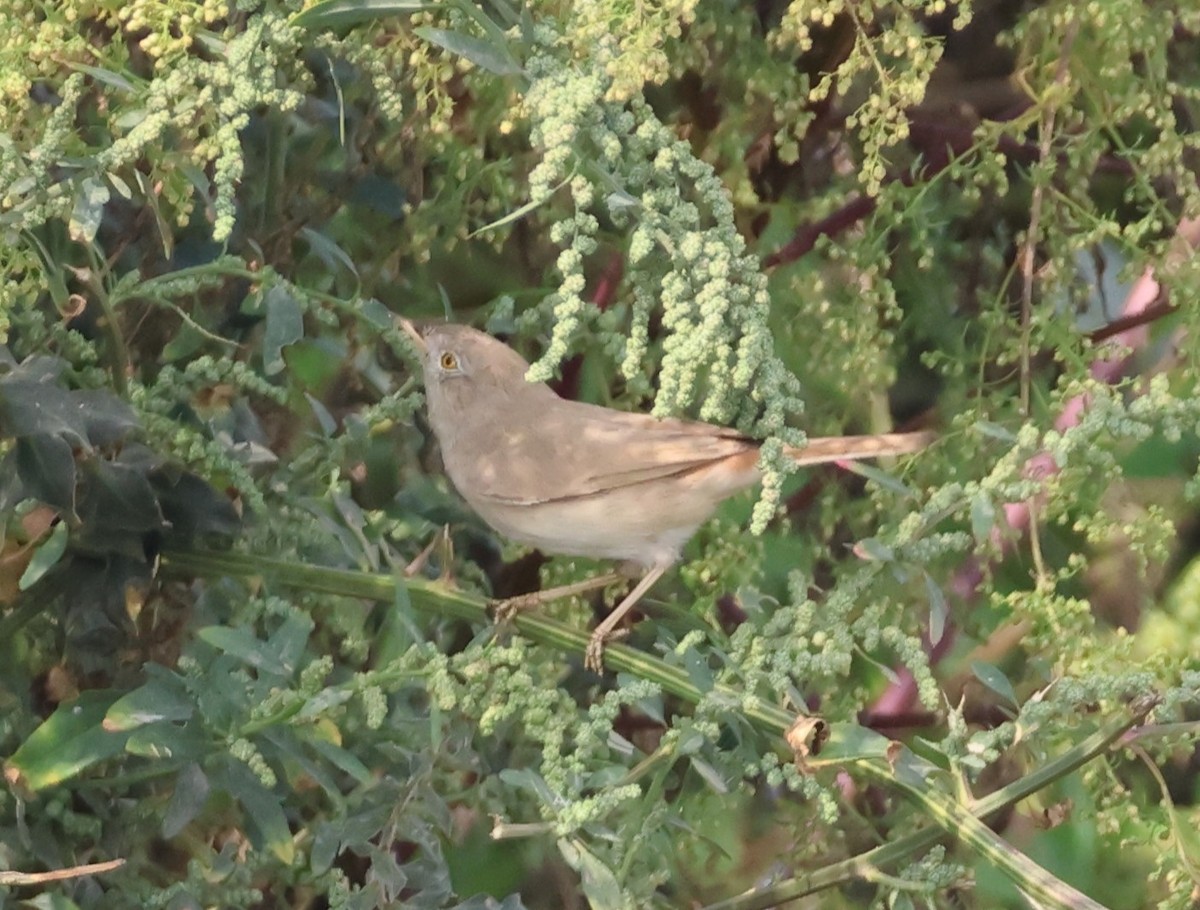 Wüstengrasmücke - ML644155556