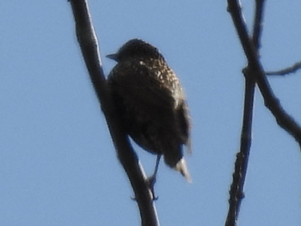 歐洲椋鳥 - ML644155569