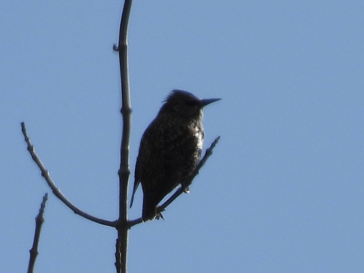 歐洲椋鳥 - ML644155570