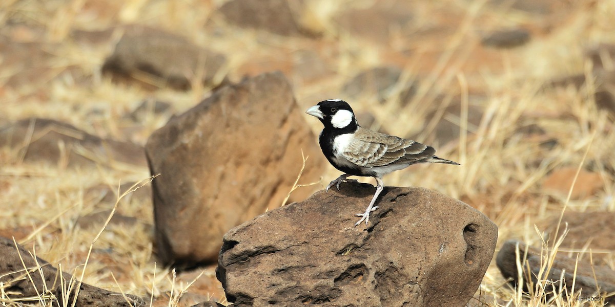 Chestnut-headed Sparrow-Lark - ML644155576