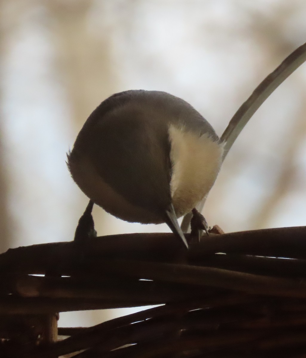 Pygmy Nuthatch - ML644155577
