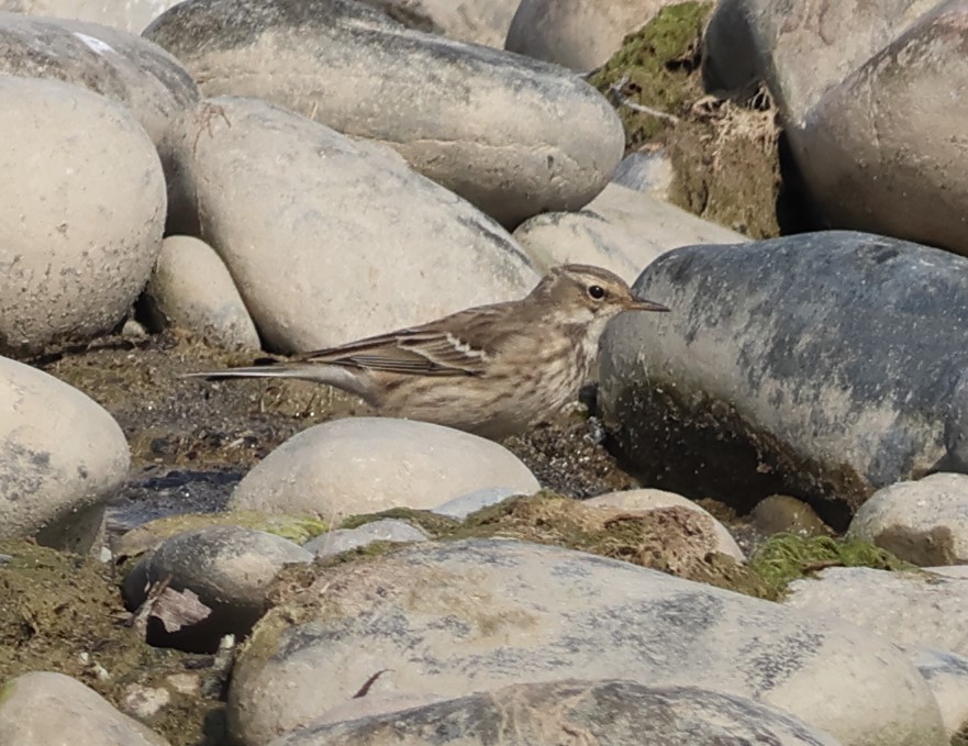 Bergpieper - ML644155578