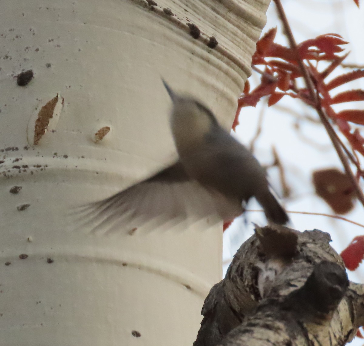 Pygmy Nuthatch - ML644155584