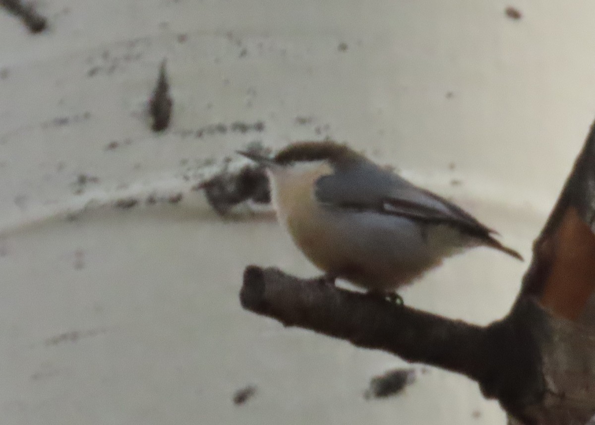 Pygmy Nuthatch - ML644155587