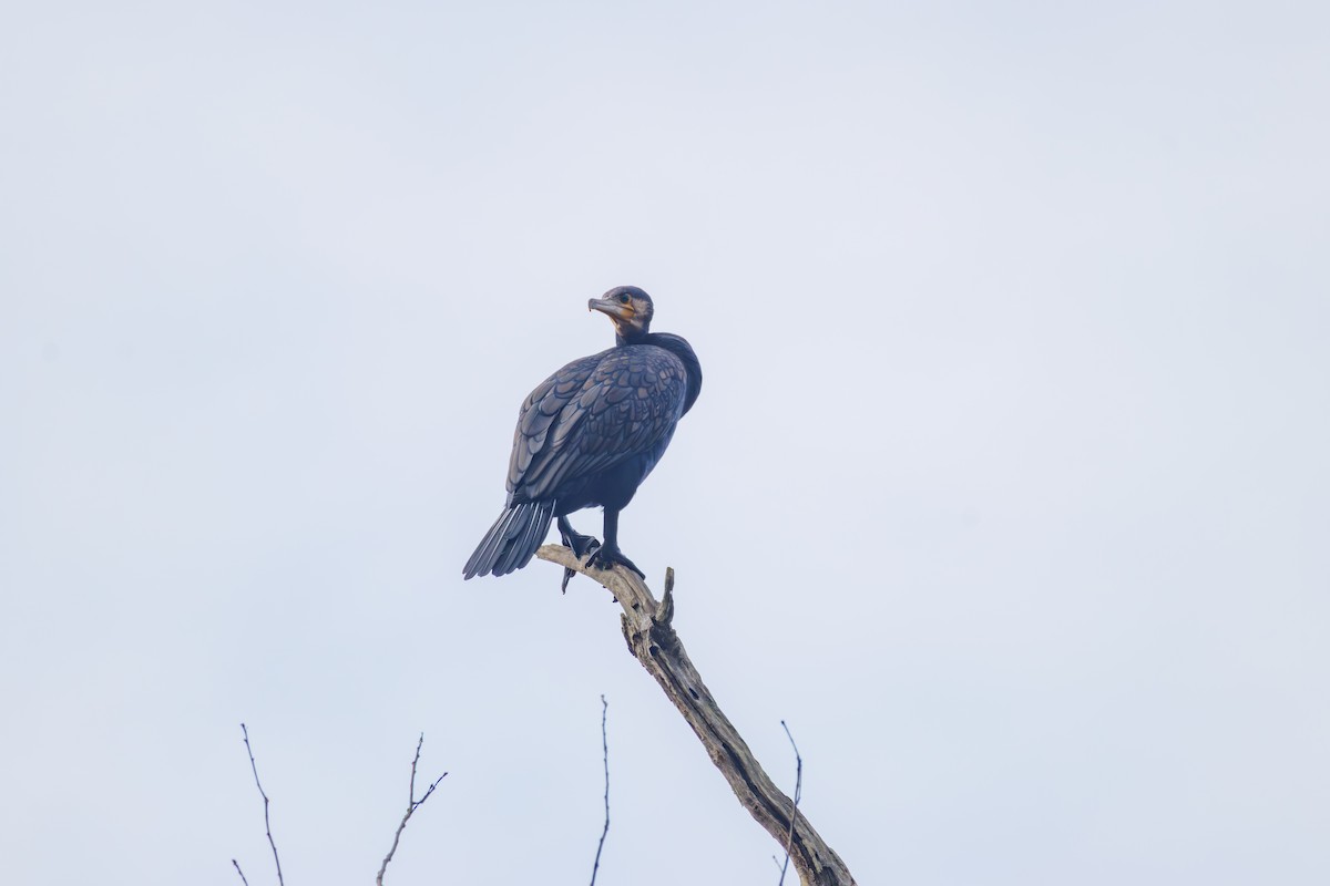Great Cormorant (Eurasian) - ML644155589