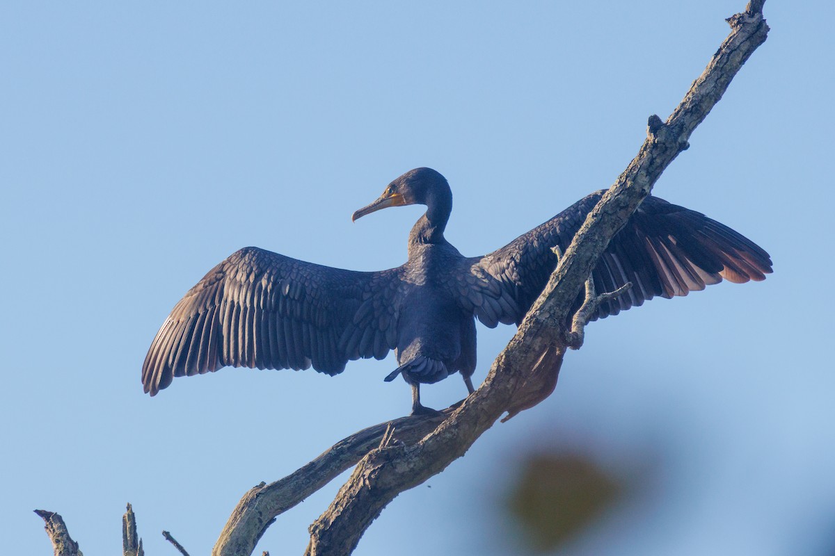 Great Cormorant (Eurasian) - ML644155590