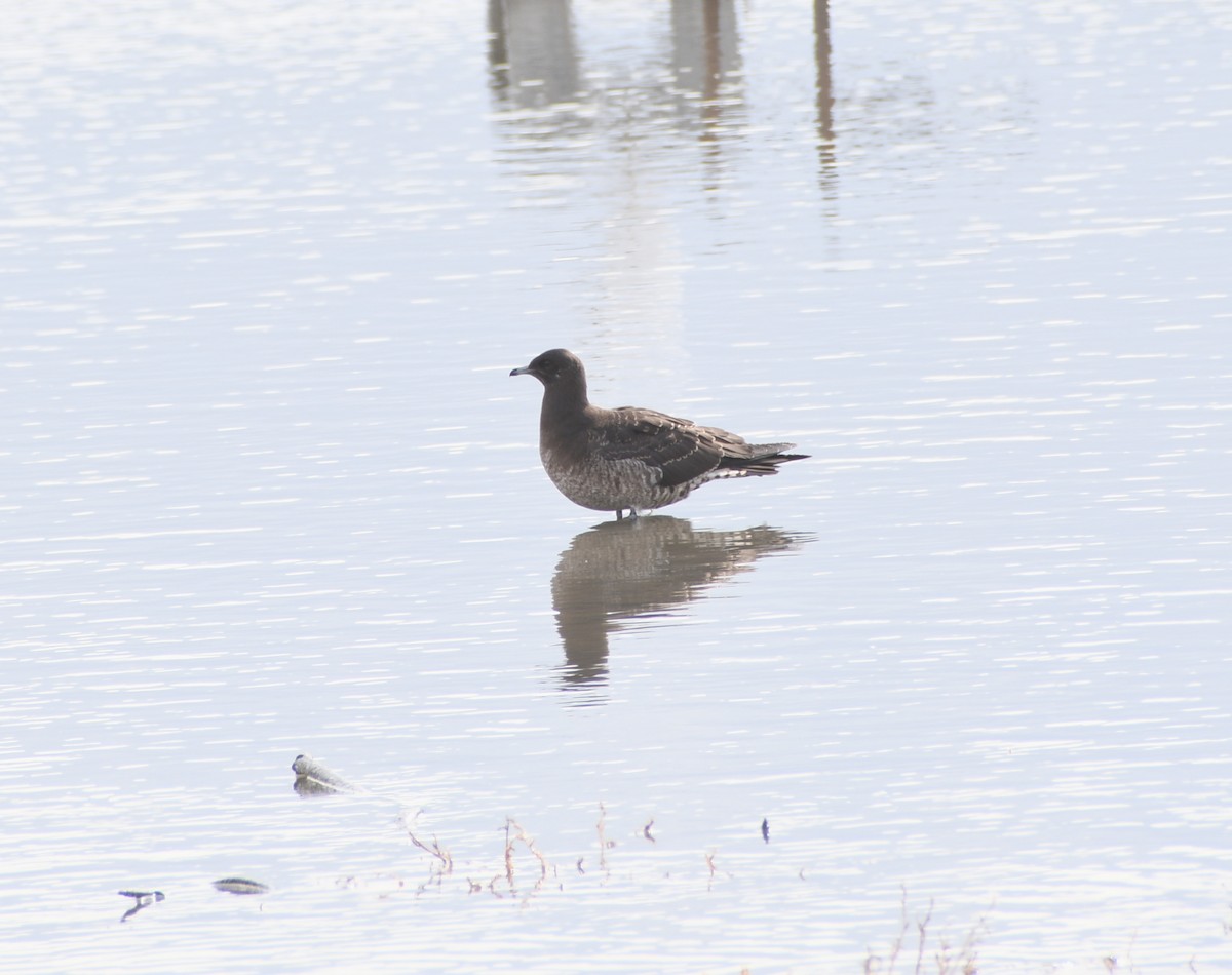Поморник короткохвостий - ML644155598