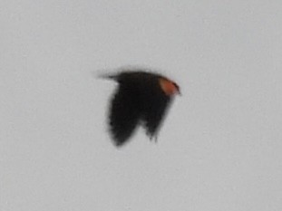 Red-winged Blackbird - ML644155616